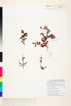 <a href="https://brmas.openmuseum.tw/muse/digi_object/1addff28a9fe4006f7c17b5d3b49623b" target="_blank">長箭葉蓼／中央研究院生物多樣性研究博物館植物標本館 (HAST)</a>