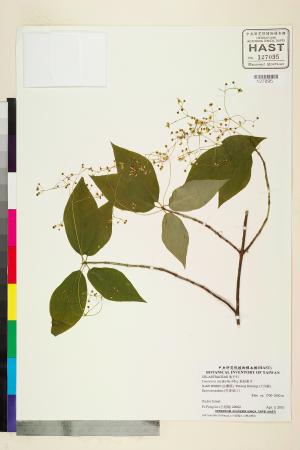 <a href="https://brmas.openmuseum.tw/muse/digi_object/1adfb7bc35fe845d4a5370fd18457e24" target="_blank">垂絲衛矛／中央研究院生物多樣性研究博物館植物標本館 (HAST)</a>