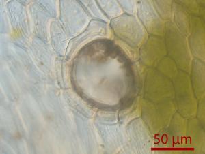 <a href="https://taieol.tw/muse/digi_object/0b79d057bb2a6a8877511bf0aa2eab36" target="_blank">Marchantia paleacea／By：姚奎宇／太魯閣國家公園管理處</a>