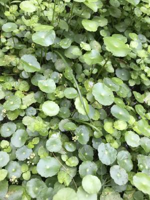 <a href="https://taieol.tw/muse/digi_object/0af529b394abb651ef16d2bc43a85fd3" target="_blank">銅錢草／By：maggie1029／iNaturalist</a>