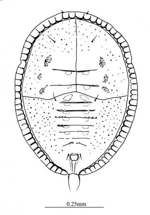 Aleuroclava latus  (Takahashi, 1934)