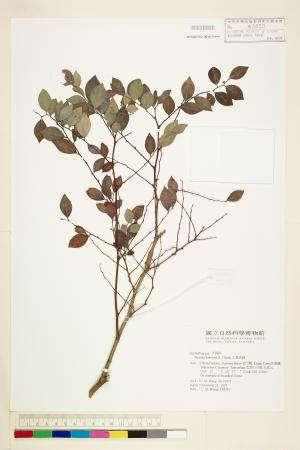 <a href="https://brmas.openmuseum.tw/muse/digi_object/1af9e06e6e4624138c32b323285c6674" target="_blank">黑面神／中央研究院生物多樣性研究博物館植物標本館 (HAST)</a>