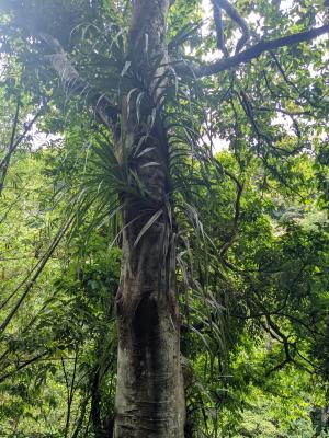 <a href="https://taieol.tw/muse/digi_object/850abb8279c8937daf7b996ea99e9ced" target="_blank">山露兜／By：hmkwok／iNaturalist</a>