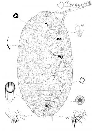 Trionymus latus Takahashi, 1929