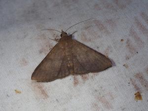 <a href="https://taieol.tw/muse/digi_object/0e919c40787056d04435ead96acafc2a" target="_blank">Hypospila bolinoides／By：max822／iNaturalist</a>
