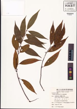 <a href="https://brmas.openmuseum.tw/muse/digi_object/1b1639fa07ccb8ec73a9c5191298c9b8" target="_blank">假桂釣樟／中央研究院生物多樣性研究博物館植物標本館 (HAST)</a>