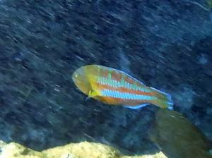 <a href="https://taieol.tw/muse/digi_object/0608529c89ae4266609ec50eddbc94e0" target="_blank">三葉錦魚／By：langzi／iNaturalist</a>