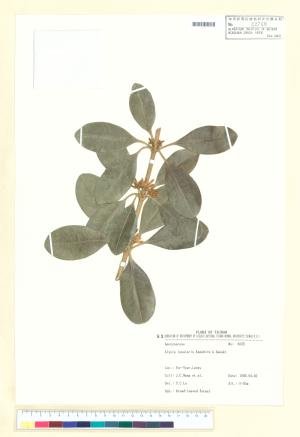 <a href="https://brmas.openmuseum.tw/muse/digi_object/1b295f925804920598eee120184d7309" target="_blank">蘭嶼念珠藤(念珠藤)／中央研究院生物多樣性研究博物館植物標本館 (HAST)</a>