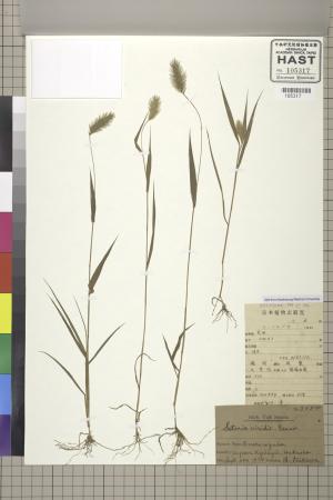<a href="https://brmas.openmuseum.tw/muse/digi_object/1b39f17e185ecbbecc49a69f6fc2a593" target="_blank">狗尾草／中央研究院生物多樣性研究博物館植物標本館 (HAST)</a>