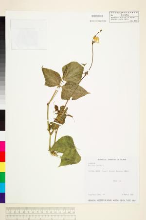 <a href="https://brmas.openmuseum.tw/muse/digi_object/1b3b9441fa1235f3b3bc6b8252d01599" target="_blank">扁豆(肉豆)／中央研究院生物多樣性研究博物館植物標本館 (HAST)</a>