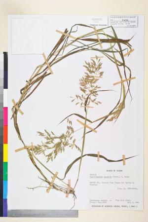 <a href="https://brmas.openmuseum.tw/muse/digi_object/1b4391eab43d1c70d8802b11f58851bc" target="_blank">硬稈子草／中央研究院生物多樣性研究博物館植物標本館 (HAST)</a>