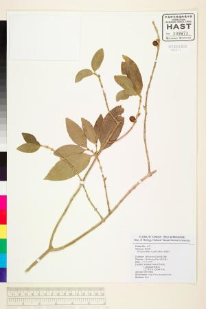 <a href="https://brmas.openmuseum.tw/muse/digi_object/1b60bceb9e616f011ccd63c25d008e2f" target="_blank">狗骨仔／中央研究院生物多樣性研究博物館植物標本館 (HAST)</a>