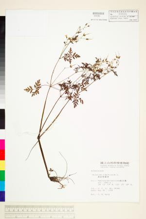 <a href="https://brmas.openmuseum.tw/muse/digi_object/1b6a6a7c9d920d9381eb2aa877085977" target="_blank">漢紅魚腥草／中央研究院生物多樣性研究博物館植物標本館 (HAST)</a>