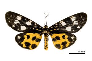 ERE_ARC_S_Nikaea longipennis matsumurai Kishida, 1983_female__TFRI00126653_Longgang_9-XI-2010_JHLin