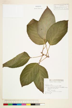 <a href="https://brmas.openmuseum.tw/muse/digi_object/1b7ed4509cfe73ecbe558b6c84f647c0" target="_blank">假鐵莧／中央研究院生物多樣性研究博物館植物標本館 (HAST)</a>