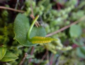 <a href="https://taieol.tw/muse/digi_object/c936b5a33f9e7b4897d408b3604c247a" target="_blank">高山瓶爾小草／By：chenshu／iNaturalist</a>