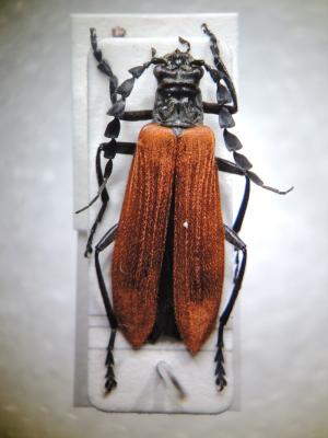 Lycocerus nigricollis Wittmer, 1984