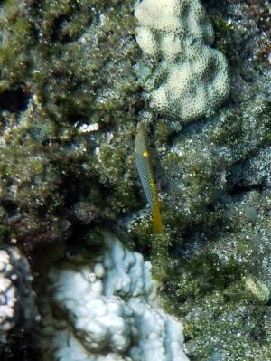 <a href="https://taieol.tw/muse/digi_object/89cf82e6acd8e39ae78c021ecc206042" target="_blank">雲斑海豬魚／By：langzi／iNaturalist</a>
