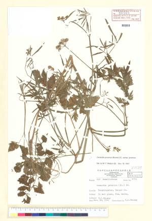 <a href="https://brmas.openmuseum.tw/muse/digi_object/1bc5fd7162f1756ad565b977de5b8a2b" target="_blank">水芹菜／中央研究院生物多樣性研究博物館植物標本館 (HAST)</a>