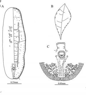 Aleuromarginatus shihmenensis  Ko, 1995 