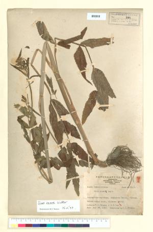 <a href="https://brmas.openmuseum.tw/muse/digi_object/1bcf4c2d9b975b09bed44033d211b0f1" target="_blank">細葉零餘子／中央研究院生物多樣性研究博物館植物標本館 (HAST)</a>
