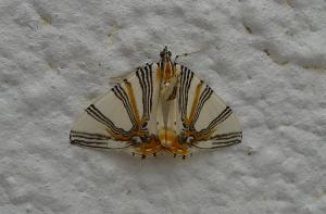 <a href="https://taieol.tw/muse/digi_object/4c1e55620a034a992a6d7d5a983663d9" target="_blank">Callabraxas convexa／By：Hsiengan Huang／臺灣物種名錄(TaiCOL)</a>