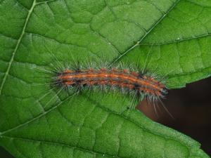 <a href="https://taieol.tw/muse/digi_object/267e4906fb7bf28986a7fd9ae2a7fe14" target="_blank">Spilarctia subcarnea／By：max822／iNaturalist</a>