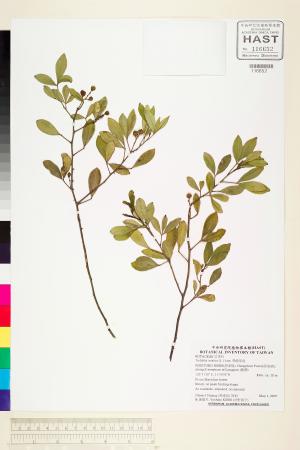 <a href="https://brmas.openmuseum.tw/muse/digi_object/1bf4beb567081287138b9137c4333625" target="_blank">飛龍掌血／中央研究院生物多樣性研究博物館植物標本館 (HAST)</a>