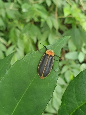 <a href="https://taieol.tw/muse/digi_object/fdb34f0294648dcd1187e8a0f6e9f81f" target="_blank">山窗螢／By：naturalist3340／iNaturalist</a>