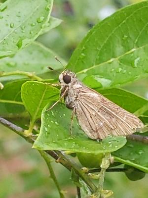 <a href="https://taieol.tw/muse/digi_object/76aa277f77cfb883ba44d3809a7bc183" target="_blank">小稻弄蝶／By：insectgall／iNaturalist</a>