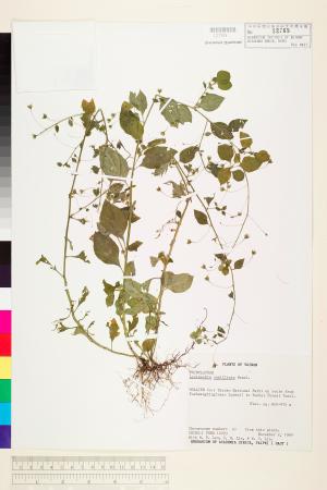 <a href="https://brmas.openmuseum.tw/muse/digi_object/1c1a4f4ee57c146bc544dfb51568ab02" target="_blank">排香草／中央研究院生物多樣性研究博物館植物標本館 (HAST)</a>