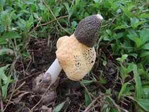 Phallus duplicatus(短裙鬼筆)