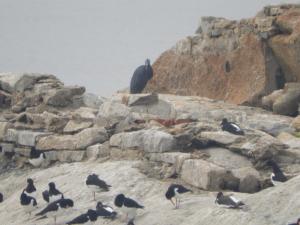 <a href="https://taieol.tw/muse/digi_object/7331ce5ded1ebae9b0134589730d7f45" target="_blank">岩鷺／By：akuan／iNaturalist</a>