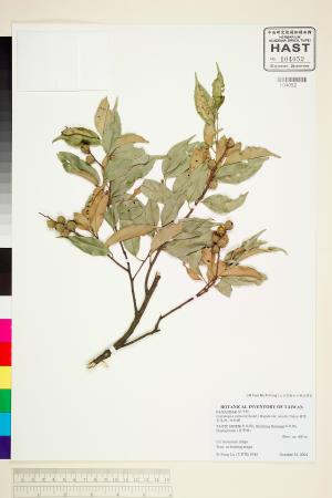 <a href="https://brmas.openmuseum.tw/muse/digi_object/1c509defc8d704b4f3b9cf262d0acedf" target="_blank">鋸葉長尾栲／中央研究院生物多樣性研究博物館植物標本館 (HAST)</a>