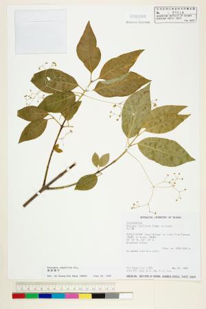 <a href="https://brmas.openmuseum.tw/muse/digi_object/1c6015ed242ba9efde0d9e5a43add9c8" target="_blank">垂絲衛矛／中央研究院生物多樣性研究博物館植物標本館 (HAST)</a>