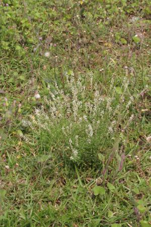 圓錐花遠志-Polygalaceae遠志科-遠志屬-Polygala paniculata-20090322宜蘭-雙子葉-IMG_1815