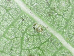<a href="https://taieol.tw/muse/digi_object/31aeea78937fc7f25103ce63c08cd112" target="_blank">螺旋粉蝨／By：naturalist97663／iNaturalist</a>