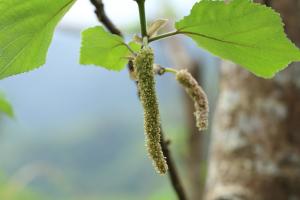 Broussonetia papyrifera 2.JPG