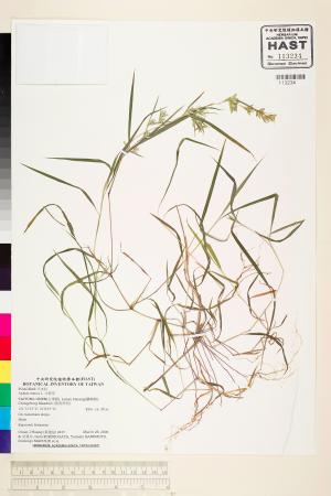 <a href="https://brmas.openmuseum.tw/muse/digi_object/1c855d2123fd64db9d4ce467e60022d7" target="_blank">水蔗草／中央研究院生物多樣性研究博物館植物標本館 (HAST)</a>