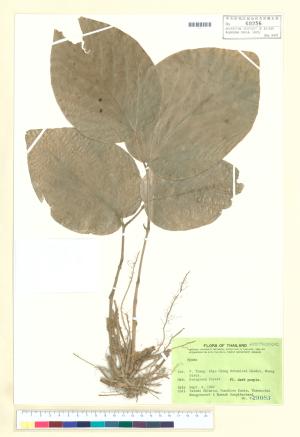 <a href="https://brmas.openmuseum.tw/muse/digi_object/1c9b3ee166020f9adbb94d1aa2897ec5" target="_blank">Apamea／中央研究院生物多樣性研究博物館植物標本館 (HAST)</a>