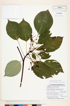 <a href="https://brmas.openmuseum.tw/muse/digi_object/1c9cb342462f66bd7b1344846115ba5f" target="_blank">燈台樹／中央研究院生物多樣性研究博物館植物標本館 (HAST)</a>