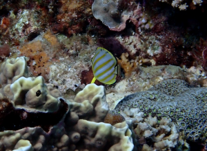 <a href="https://taieol.tw/muse/digi_object/b57510c850a572c176a7c943dddb2039" target="_blank">華麗蝴蝶魚／By：pchi45／iNaturalist</a>
