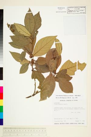 <a href="https://brmas.openmuseum.tw/muse/digi_object/1ca3ac5c2494f2d72834fe623628de97" target="_blank">屏東木薑子／中央研究院生物多樣性研究博物館植物標本館 (HAST)</a>