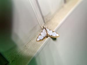 <a href="https://taieol.tw/muse/digi_object/adfe5c78e9dfa97ba88c18657ccc609b" target="_blank">圓斑黃緣野螟／By：luketseng／iNaturalist</a>