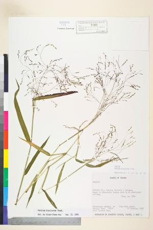 <a href="https://brmas.openmuseum.tw/muse/digi_object/1cc26981fa951efc71ea4a84f51c6817" target="_blank">糠稷／中央研究院生物多樣性研究博物館植物標本館 (HAST)</a>