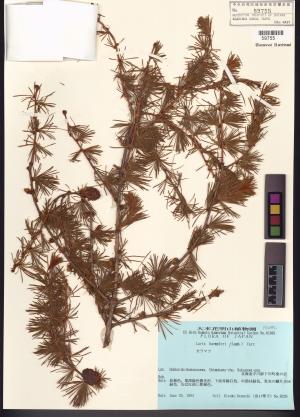 <a href="https://brmas.openmuseum.tw/muse/digi_object/1cdd32e57c5fab82093a7f7c28d4bdd1" target="_blank">日本落葉松／中央研究院生物多樣性研究博物館植物標本館 (HAST)</a>