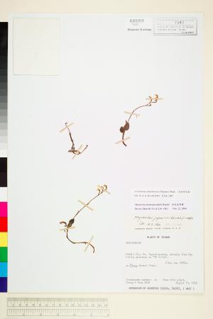<a href="https://brmas.openmuseum.tw/muse/digi_object/1cf66cb0529ab45e460c0be04162c380" target="_blank">紫葉旗唇蘭／中央研究院生物多樣性研究博物館植物標本館 (HAST)</a>