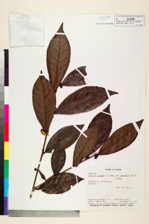 <a href="https://brmas.openmuseum.tw/muse/digi_object/1cf9f3820a7b86990a719bed0dafb4d8" target="_blank">阿薩母茶／中央研究院生物多樣性研究博物館植物標本館 (HAST)</a>