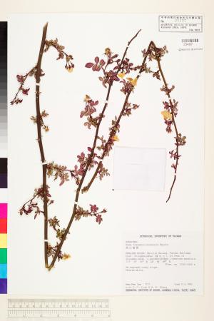 <a href="https://brmas.openmuseum.tw/muse/digi_object/1d0da6e23b309c57a076408118114ba3" target="_blank">高山薔薇／中央研究院生物多樣性研究博物館植物標本館 (HAST)</a>