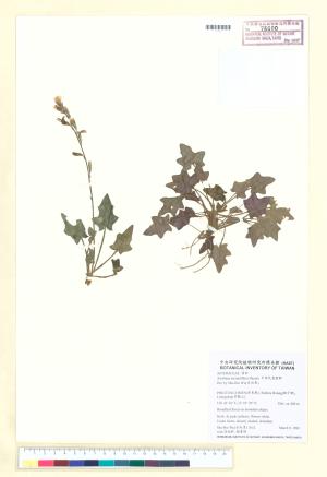 <a href="https://brmas.openmuseum.tw/muse/digi_object/1d0e6702d08e5dc897d663c204a67a26" target="_blank">中原氏鬼督郵／中央研究院生物多樣性研究博物館植物標本館 (HAST)</a>